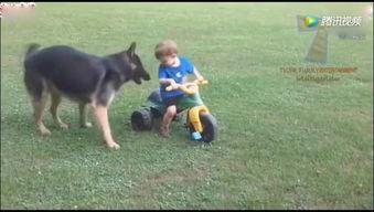 动物普通话搞笑,笑料百出，萌态可掬